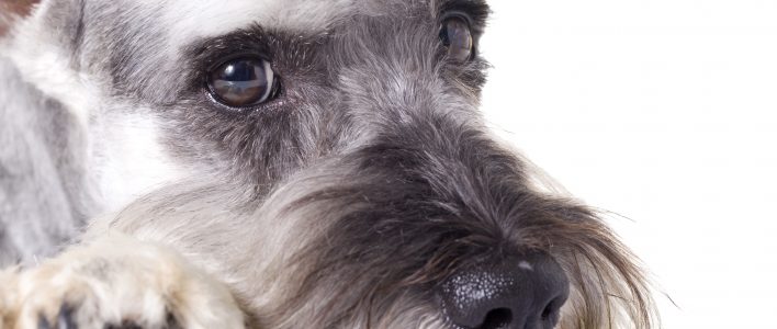 zwergschnauzer closeup