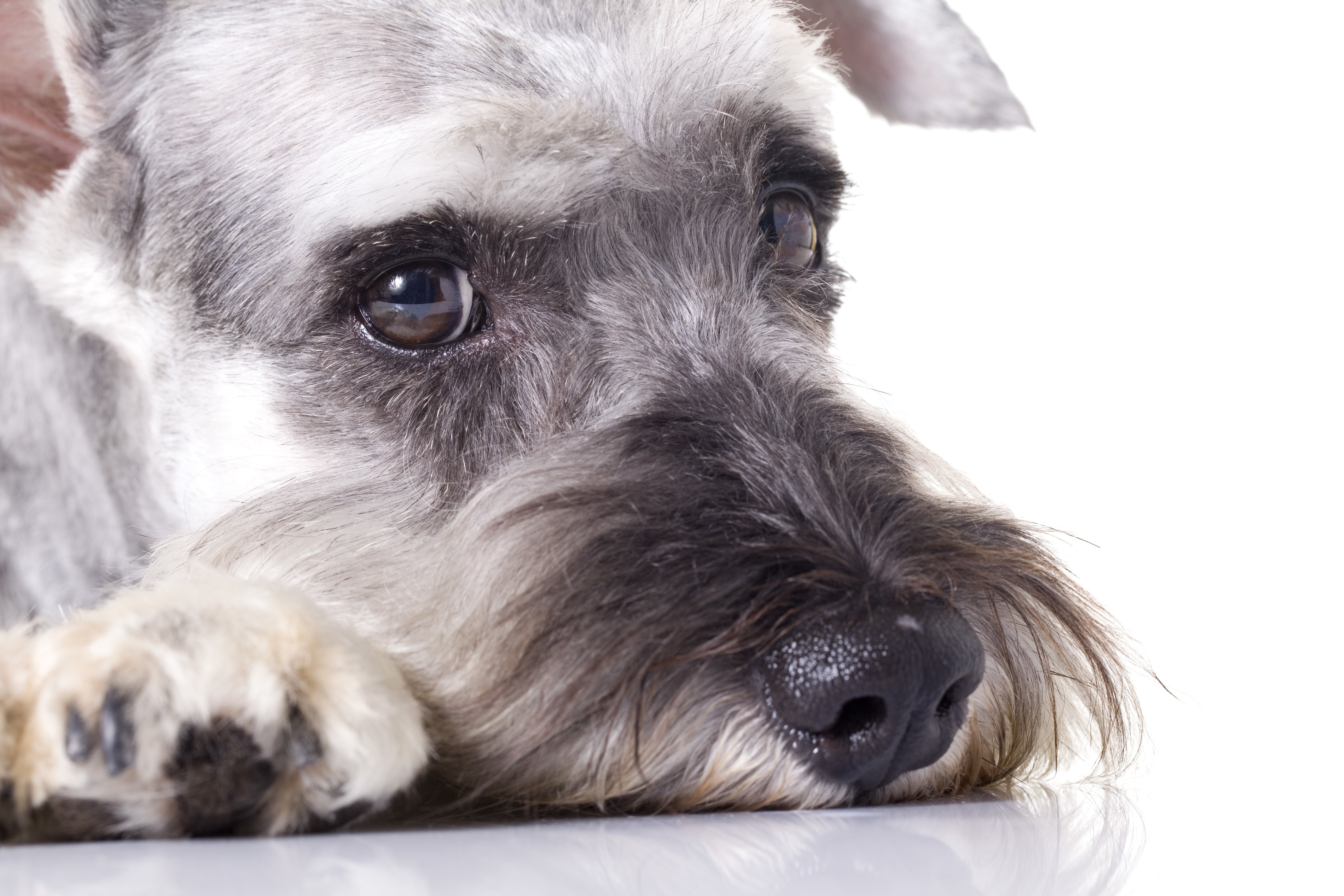 zwergschnauzer closeup