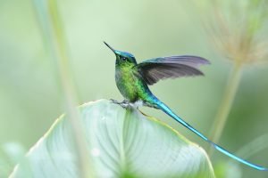 vogelarten farben vielfalt