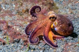 Kraken auf Meeresgrund