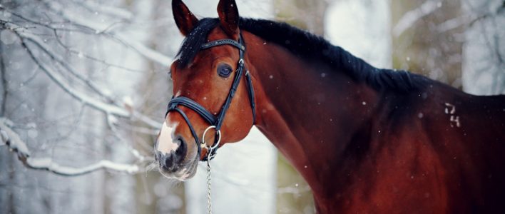 Pferd mit Trense im Winterwald