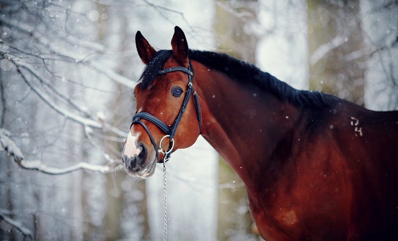 Pferd mit Trense im Winterwald