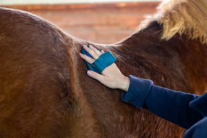 Hand putzt Rücken eines Pferdes mit Bürste