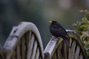 amsel singt singvögel