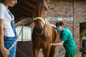 Tierärztin untersucht ein Pferd