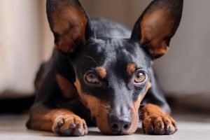 zwergpinscher liegend