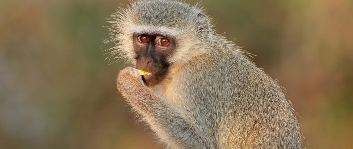 Äthiopische Grünmeerkatze