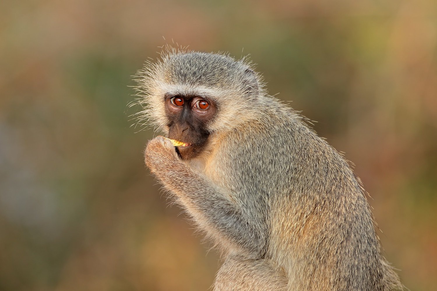 Äthiopische Grünmeerkatze