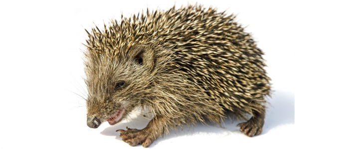 Äthiopischer Igel