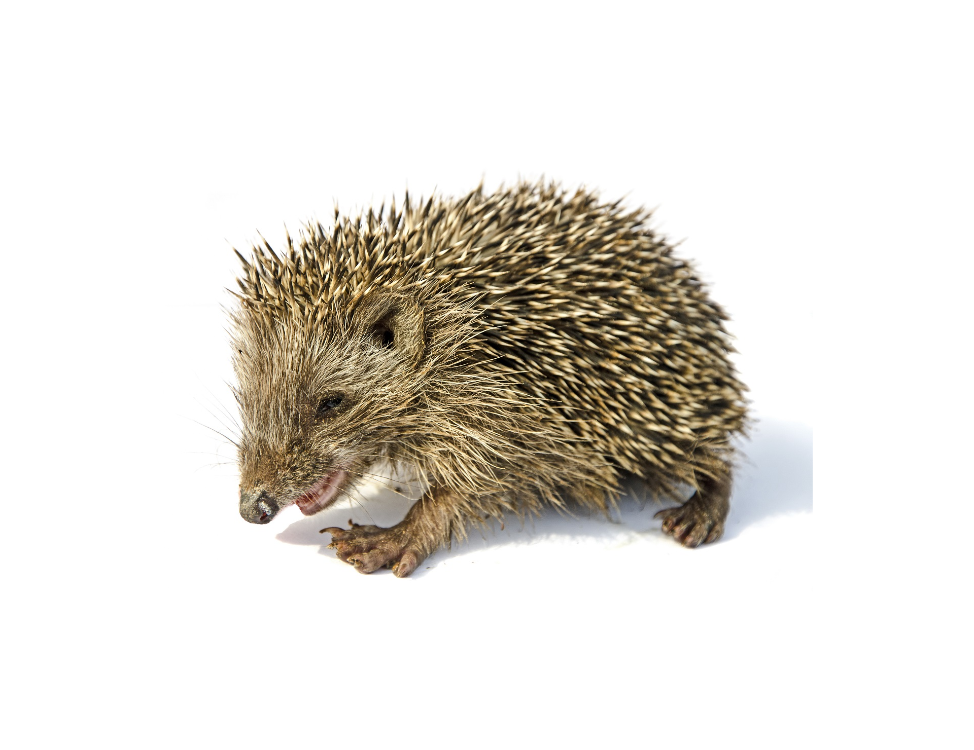 Äthiopischer Igel