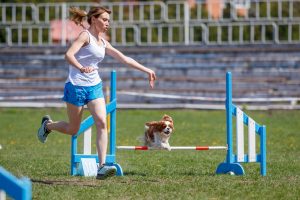 Hundeführer und Hund im Agility Parcours