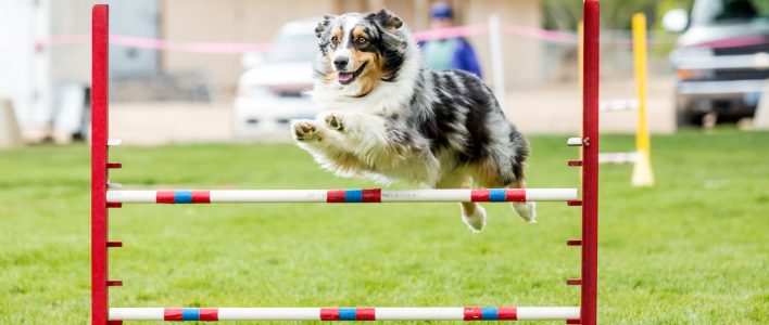 Hundesport Agility