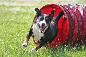 Hund kommt aus Hundesport Tunnel