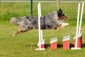 Sheltie springt über ein Hindernis