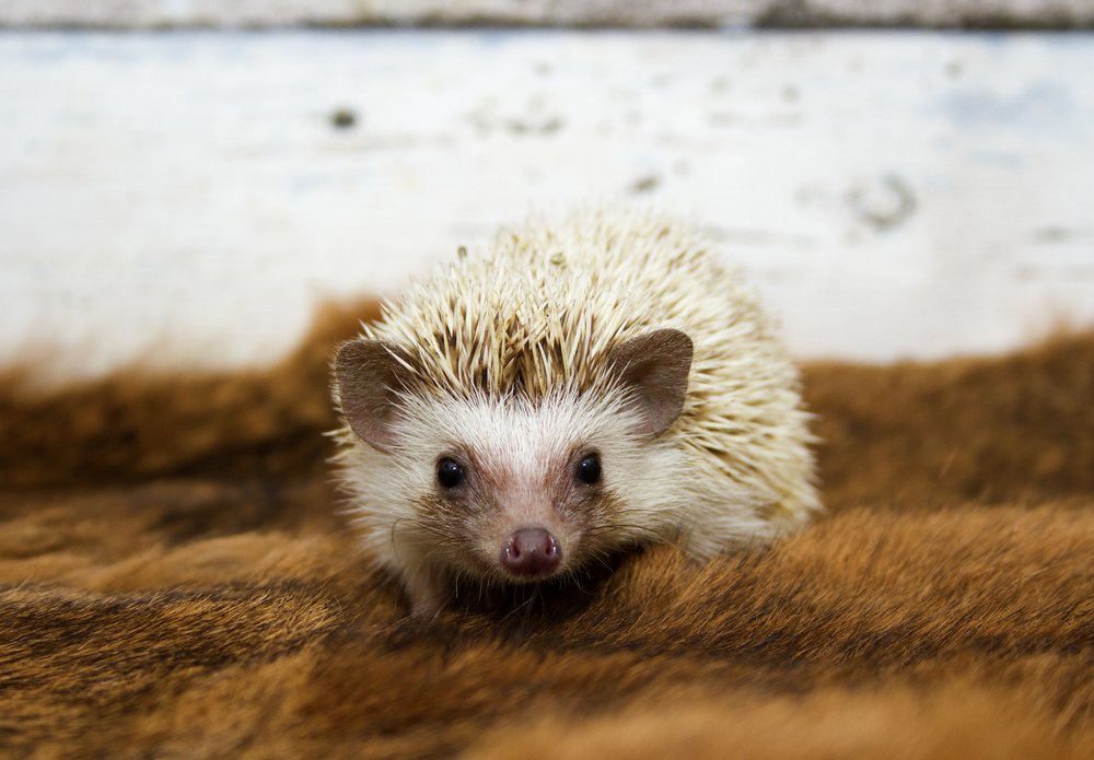 Algerischer Igel