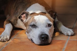 alter hund liegt im schatten