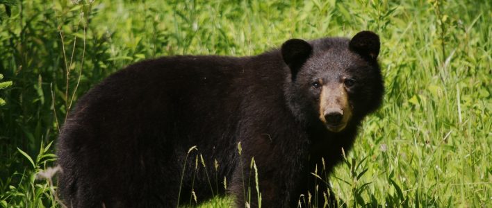 Amerikanischer Schwarzbär