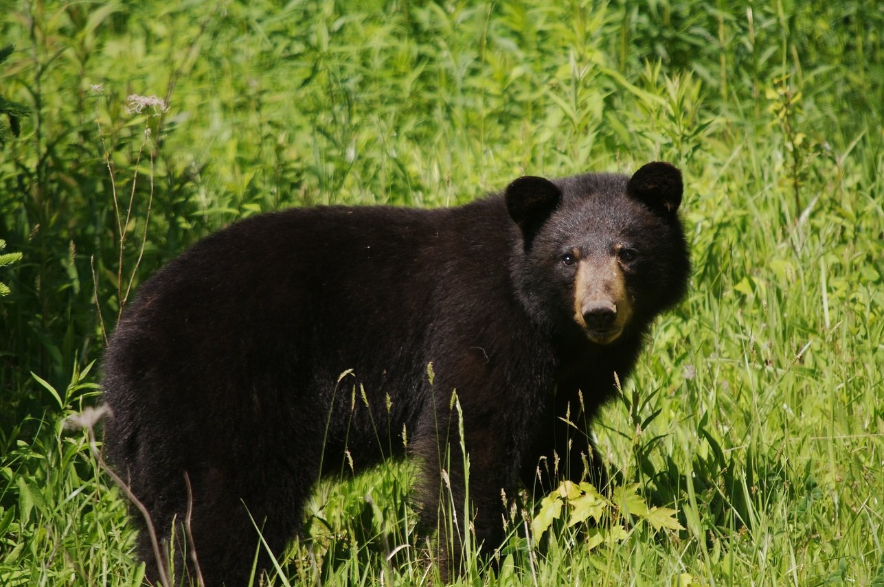 Amerikanischer Schwarzbär