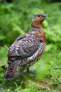 Auerwild Weibchen