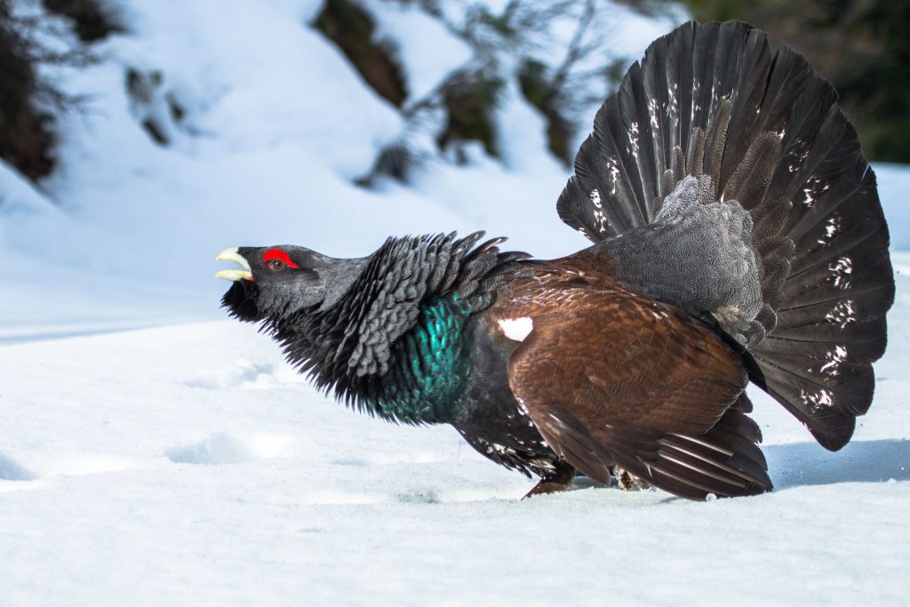 Auerhahn: Der größte Hühnervogel Europas im Steckbrief - das Tierlexikon