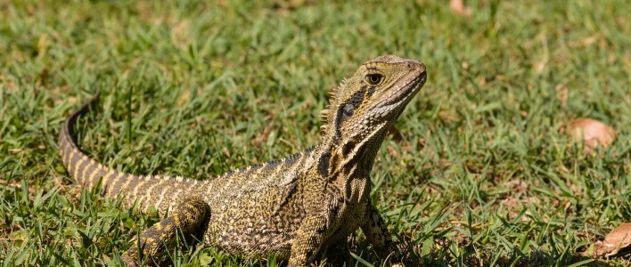 Australische Wasseragame