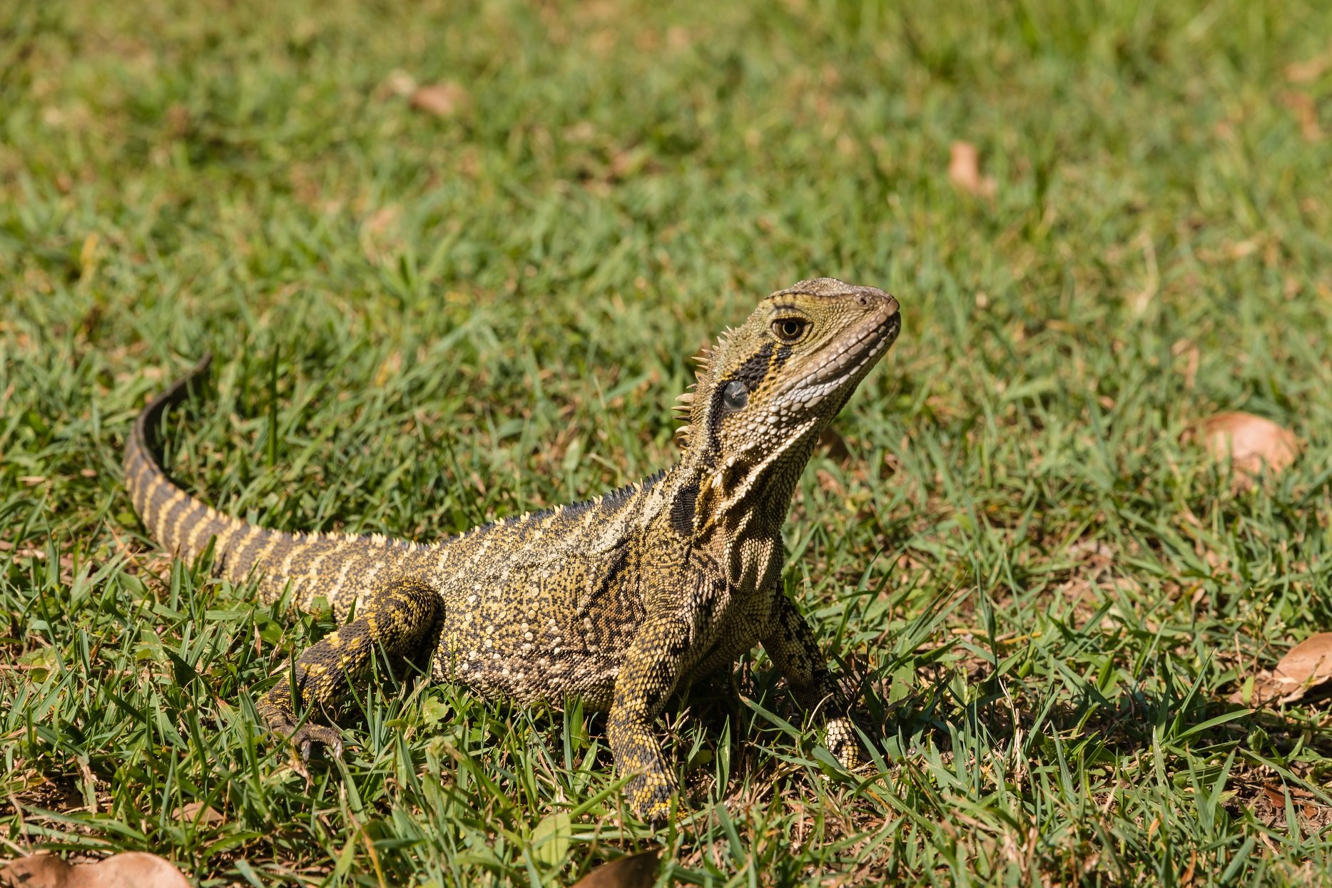 Australische Wasseragame