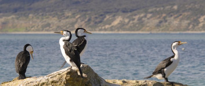 Australische Zwergscharben auf Felsen an der Küste