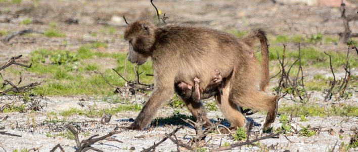 Bärenpavian mit Baby