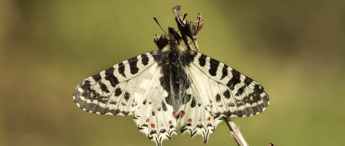 Östlicher Osterluzeifalter