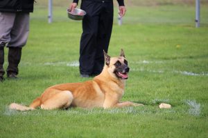 Obedience Hund Ablage