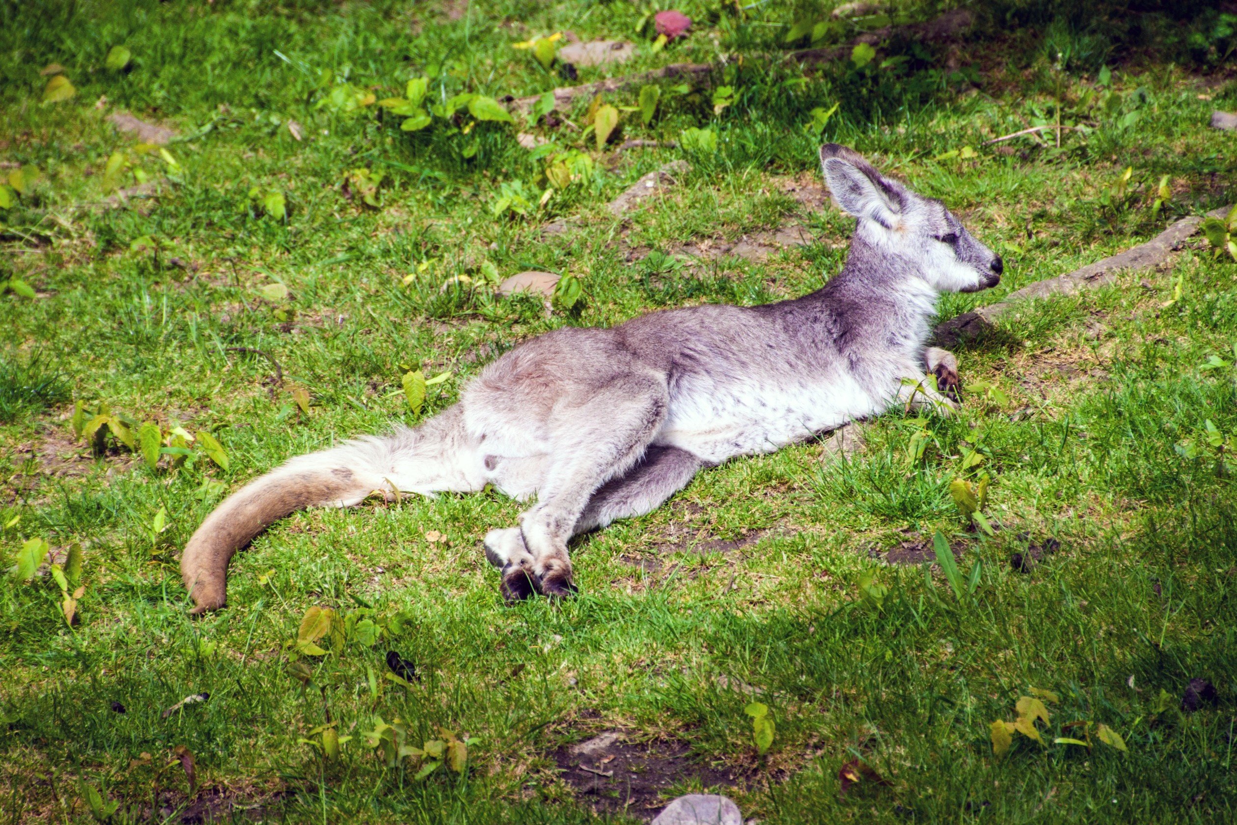 Bergkänguru