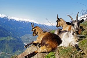 Bergziegen Südtirol