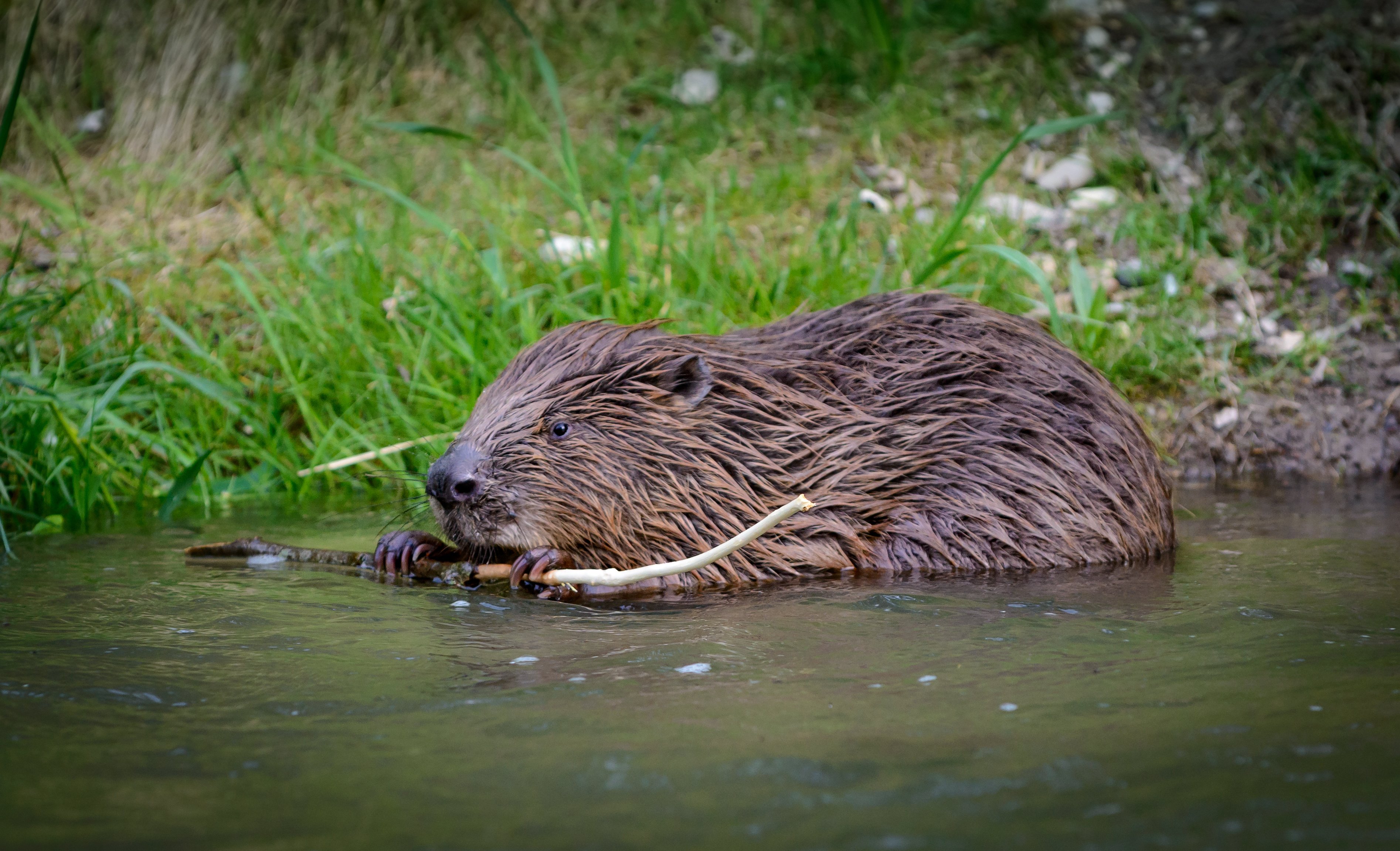 Biber (Castoridae)