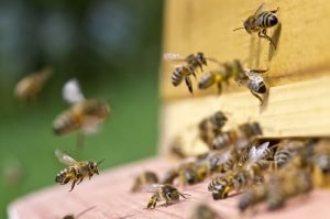 Arbeiterinnen fliegen zurück in den Bienenstock