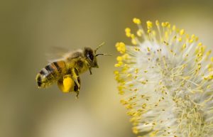 Biene mit Pollen an den Beinen neben Blüte