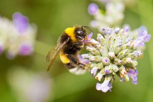 Hummel an Lavendelpflanze