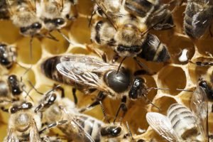 Bienenkönigin umgeben von Ammen im Bienenstock