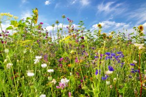 verschiedene bienenfreundliche Wildblumen