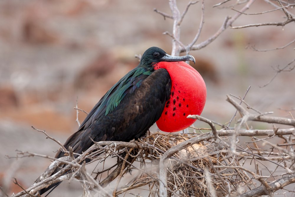 Bindenfregattvogel