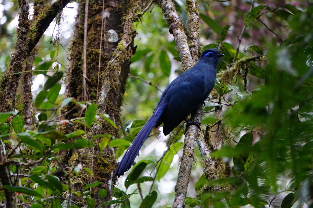 Blauer Seidenkuckuck