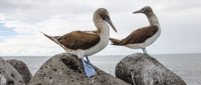 Zwei Blaufußtölpel an der Küste