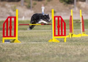 Border Collie beim Agility