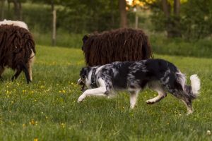 Border Collie in merle als Schäferhund