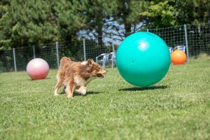 Border Collie Mix spielt mit Treibball am Hundeabrichteplatz