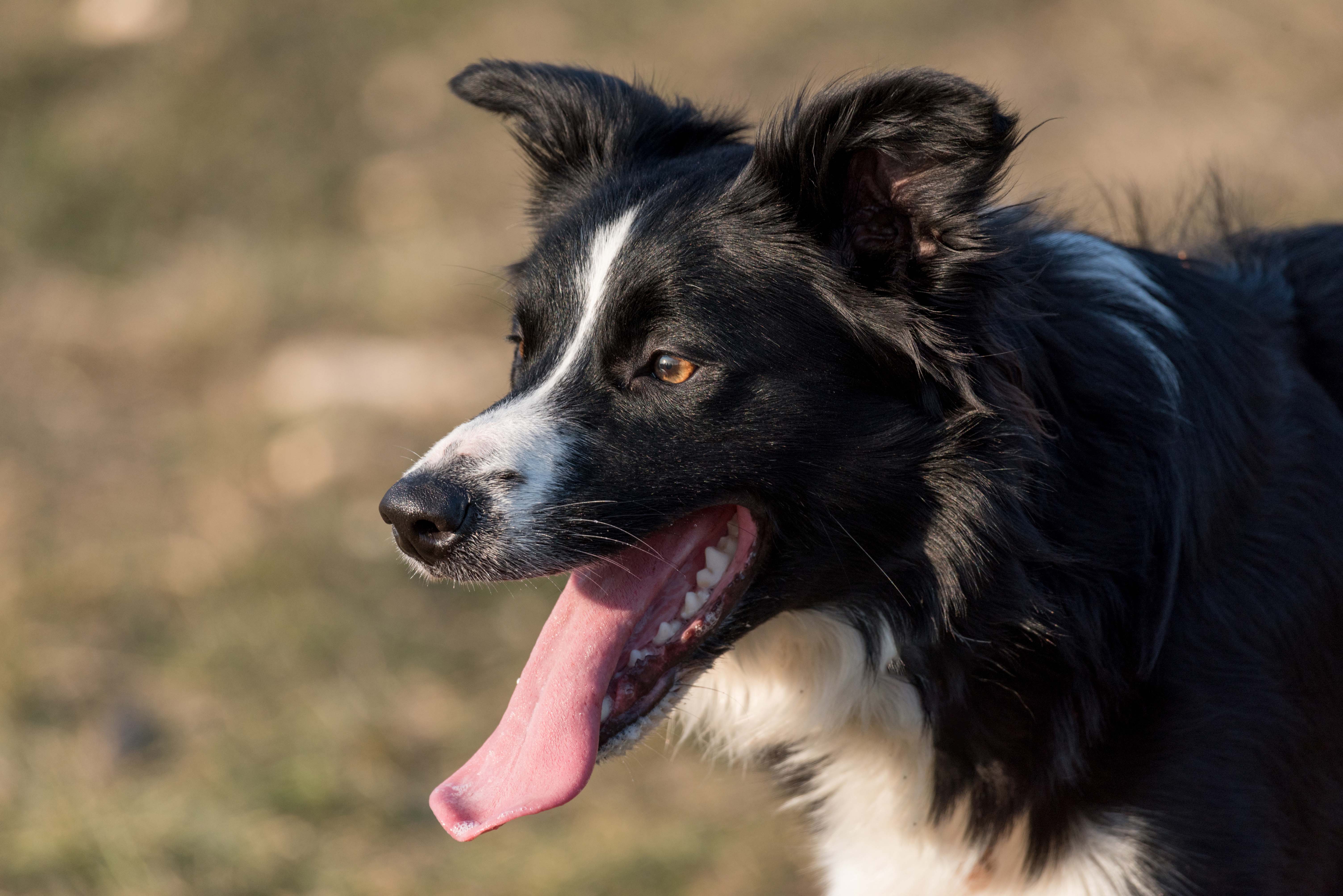 Border Collie Liebenswerter Und Arbeitsfreudiger Gebrauchshund