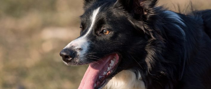 Border Collie Portrait