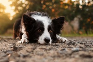 Border Collie liegend
