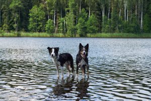 zwei Border Collies in einem See