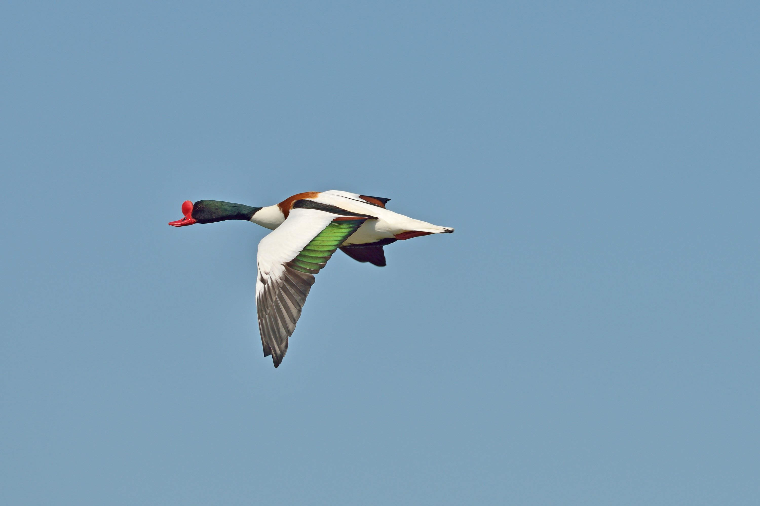 Brandgans im Flug