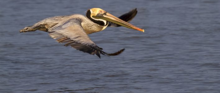 braunpelikan im Flug